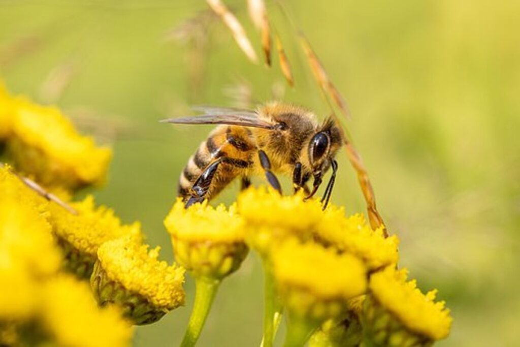 Tips on How to Raise Bees