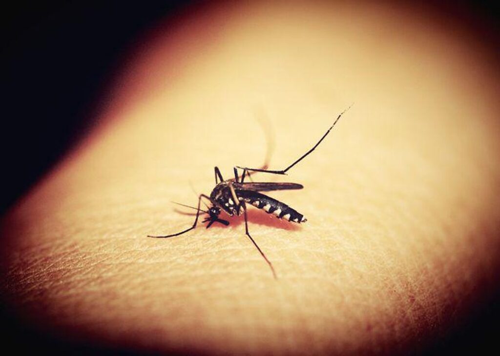 Mosquitoes and Life Threatening Diseases
