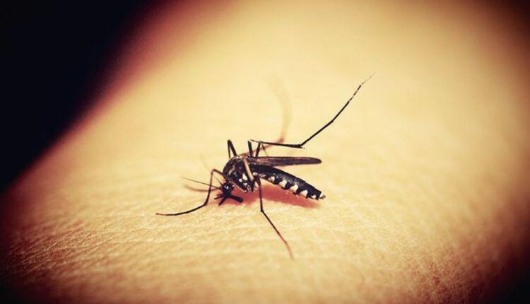 Mosquitoes and Life Threatening Diseases