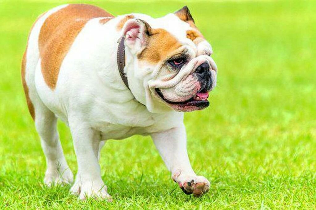 Bully Breeds of Dogs