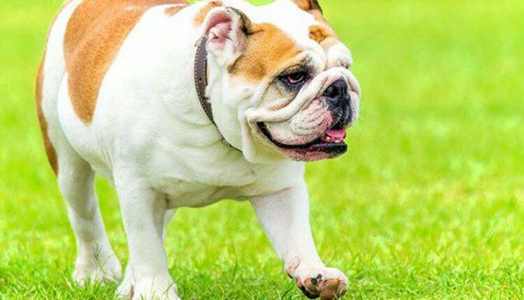 Bully Breeds of Dogs