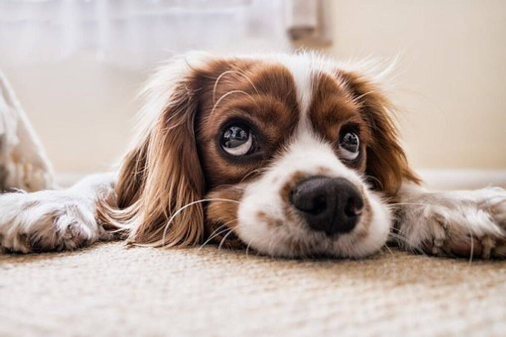 Know Before Adopting a New Dog