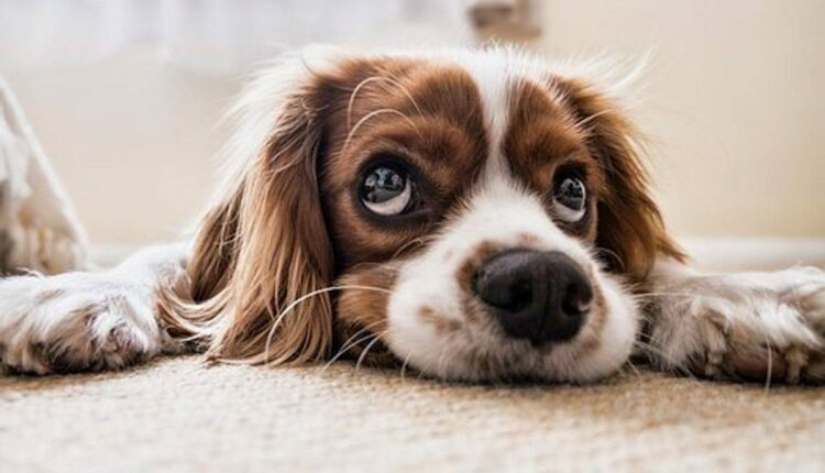 Know Before Adopting a New Dog