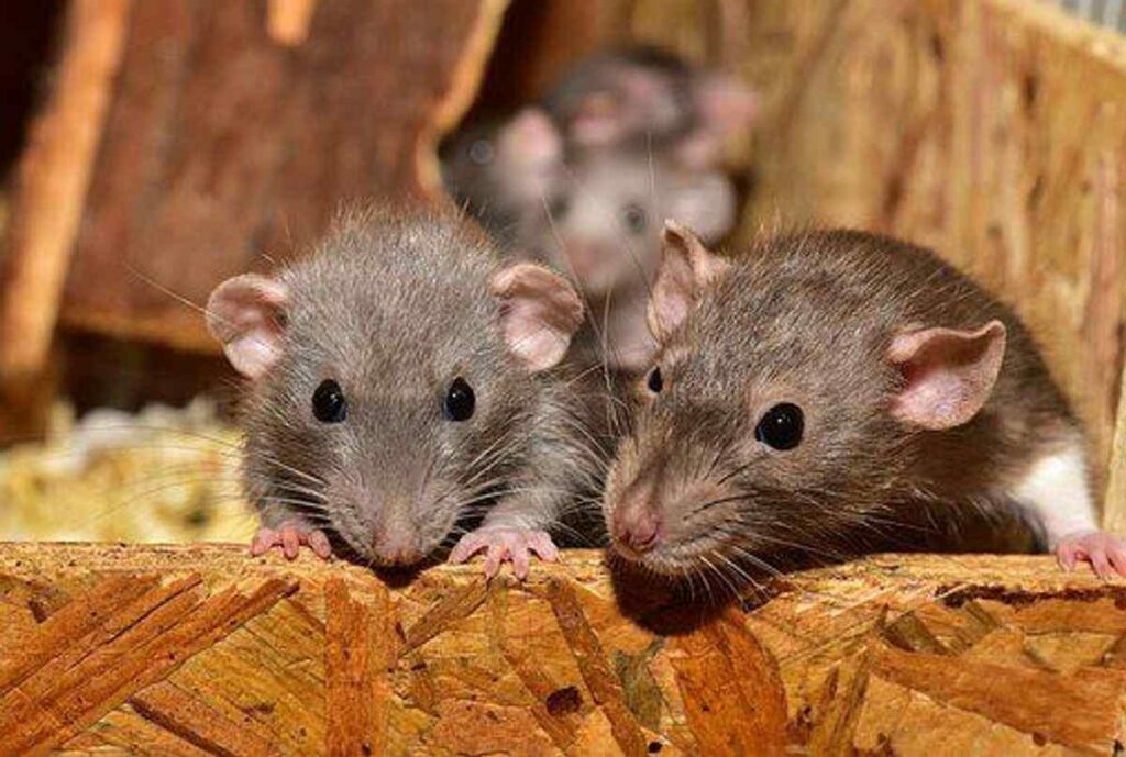 Mouse and Rat Poison