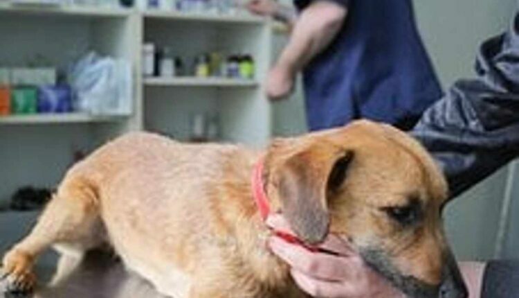 What Every Dog Owner Needs