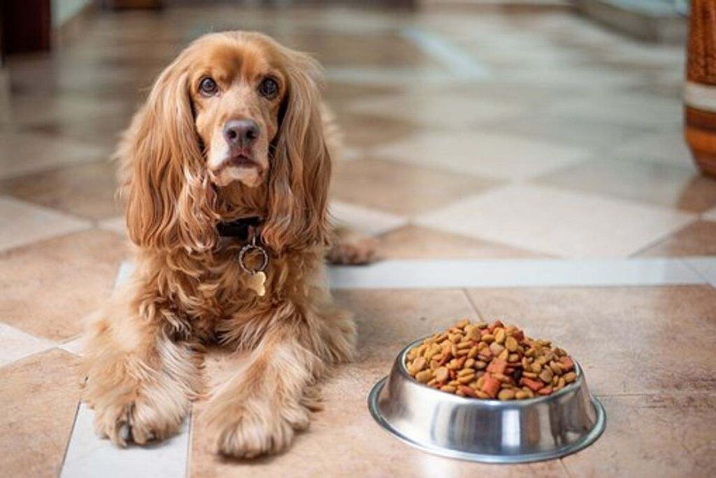 What You Are Feeding Your Dog
