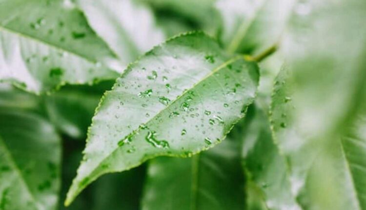 sybille bedford biography