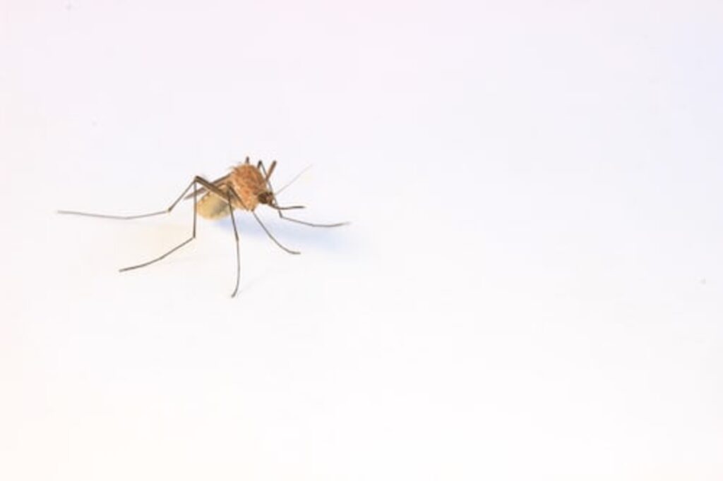 Mosquitoes