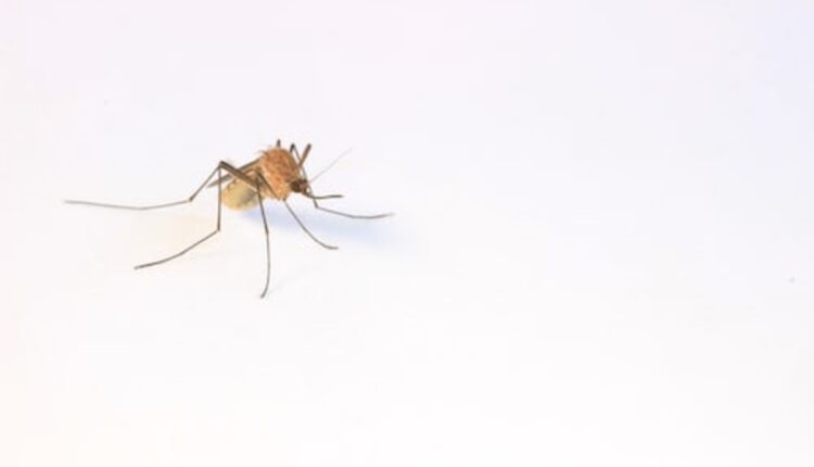 Mosquitoes