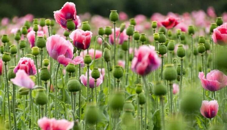 dried poppy heads for sale