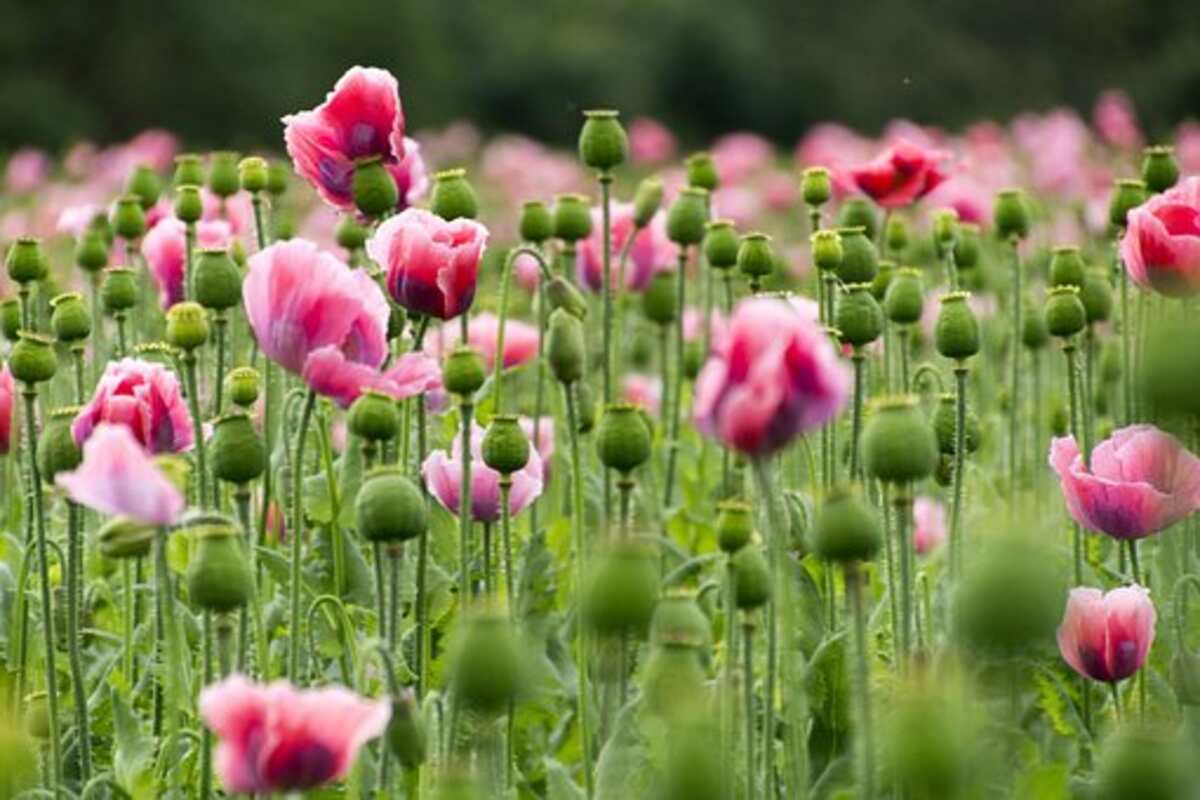 dried poppy heads for sale