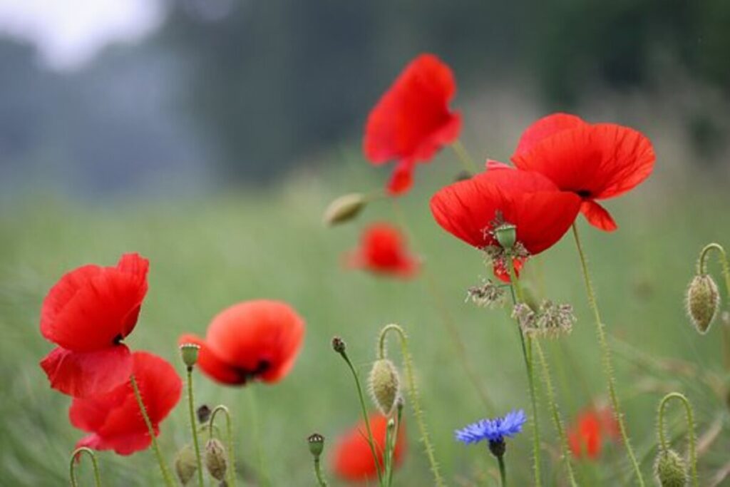 dried poppy pods online