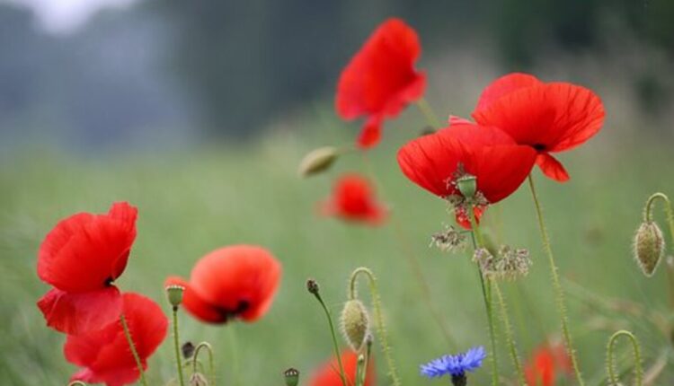 dried poppy pods online