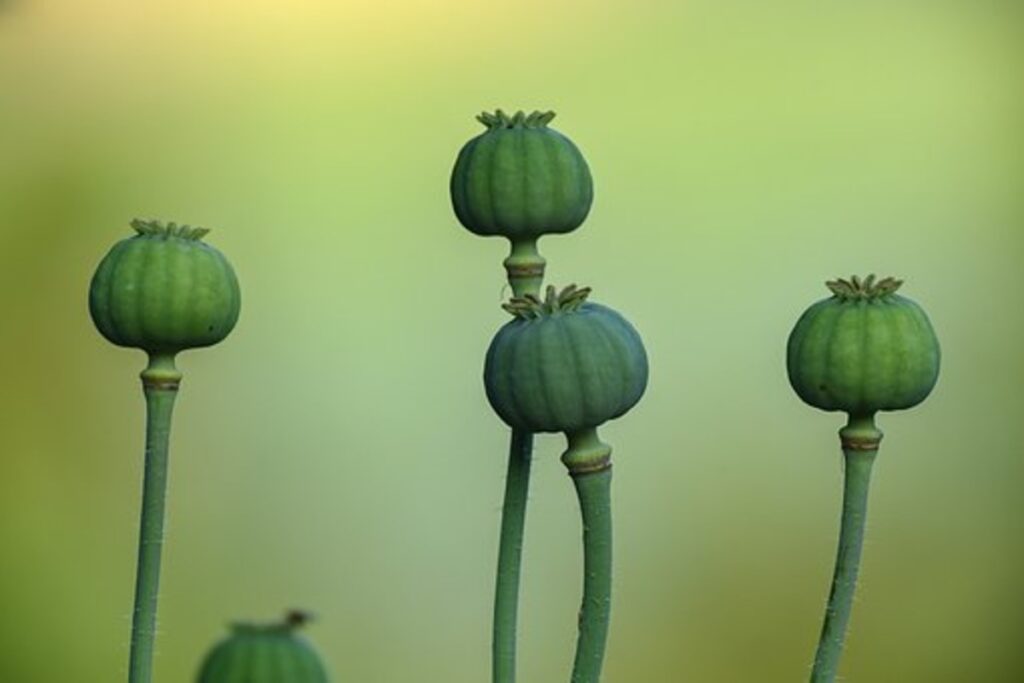 dried poppy pods (unwashed)