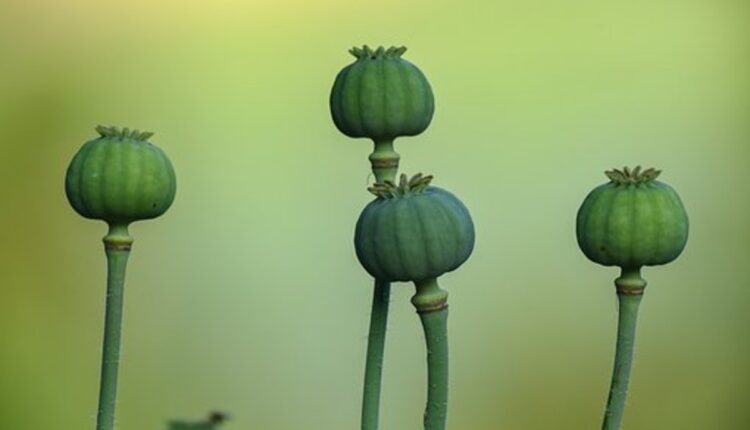 dried poppy pods (unwashed)