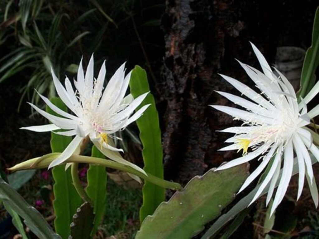 peyote cactus for sale