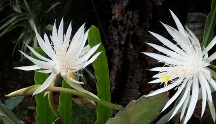 peyote cactus for sale