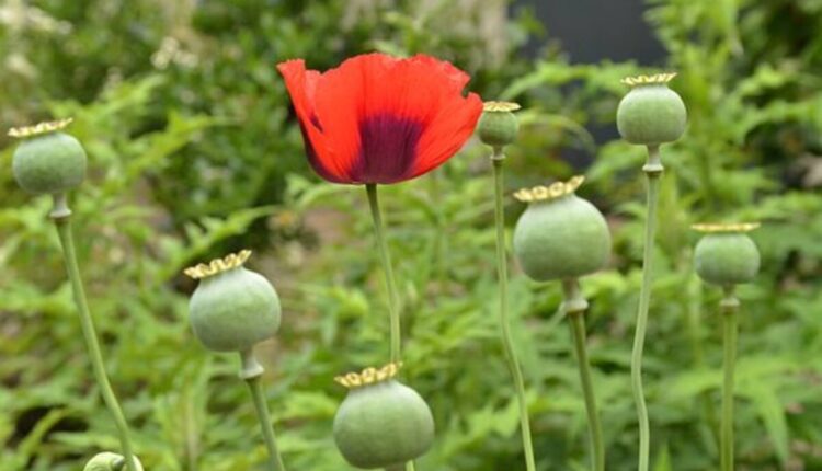 poppy pods for sale