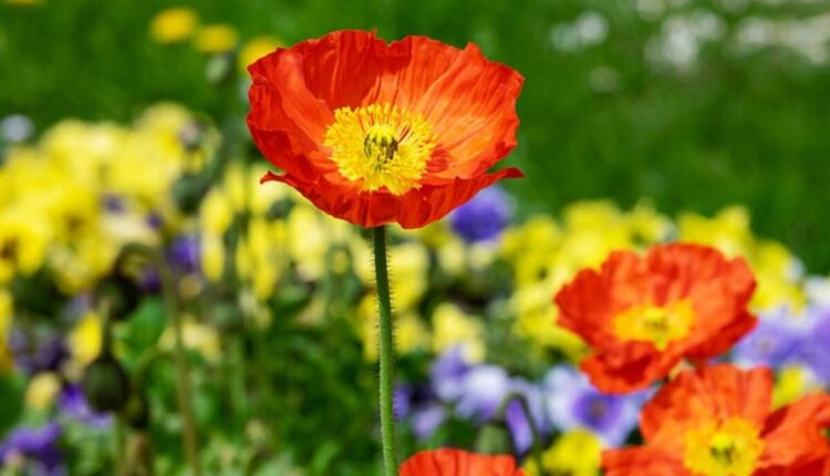 Dry poppy pods