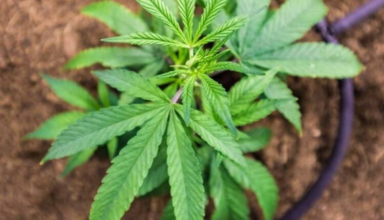 moon chocolate bar 250mg