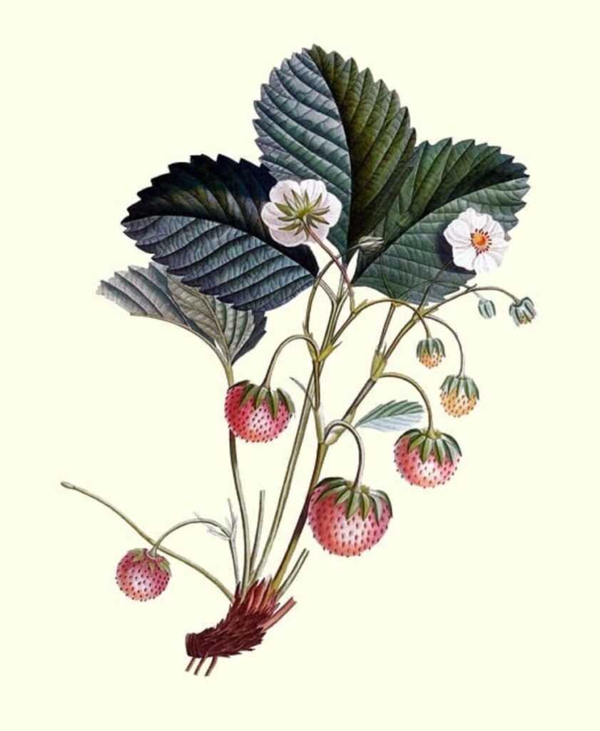 Plant Art