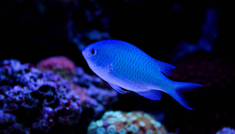 Wahoo Fish - Ono in Hawaiian