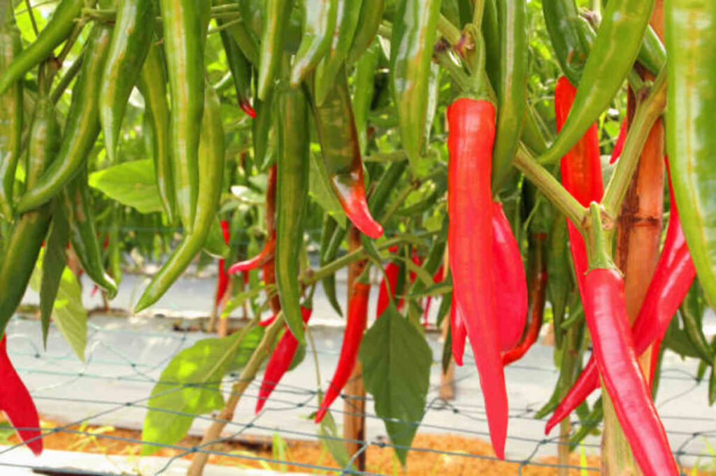 Garden Salsa Pepper