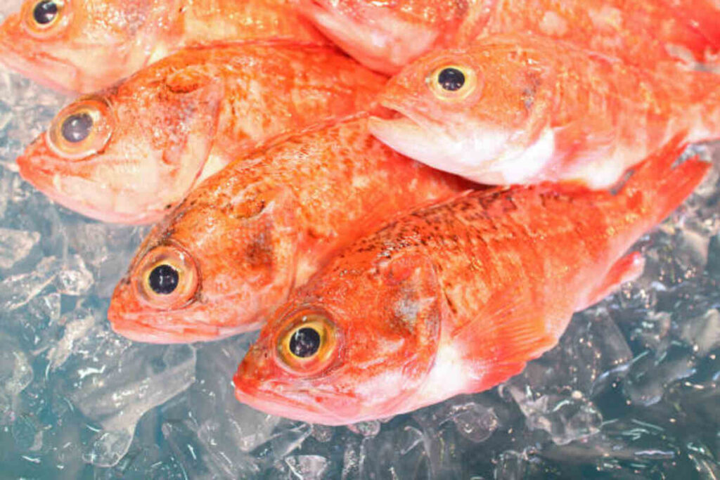 Nodoguro Fish