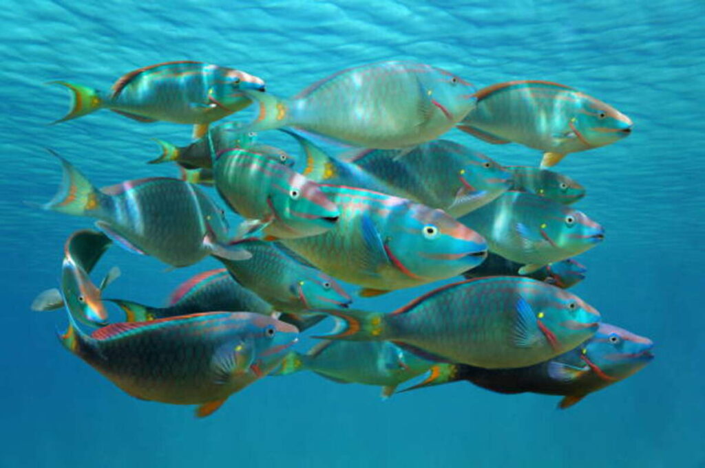 Parrot Fish