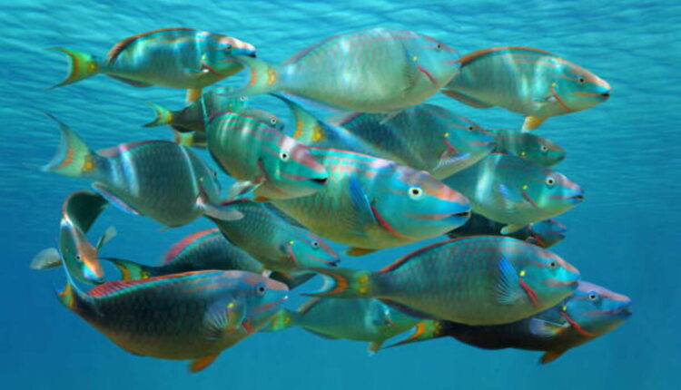 Parrot Fish