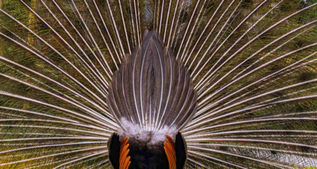 Cock Hat - A Bold Style Statement