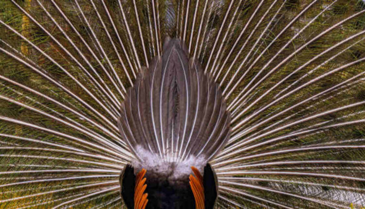 Cock Hat - A Bold Style Statement
