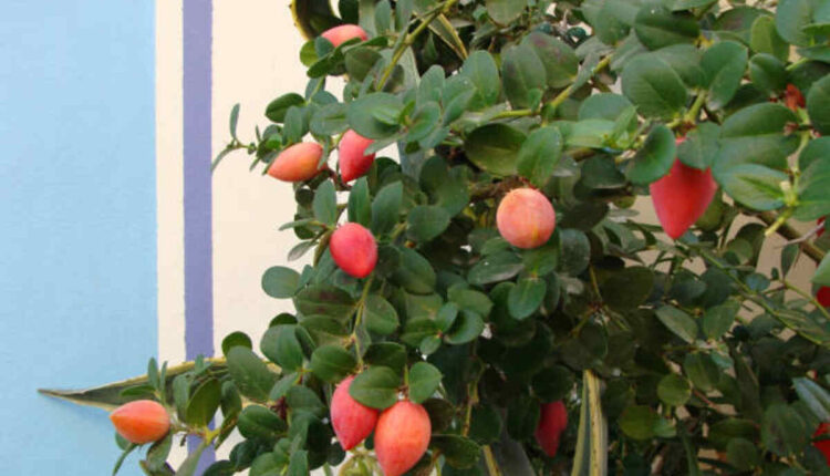 Miracle Fruit Tree