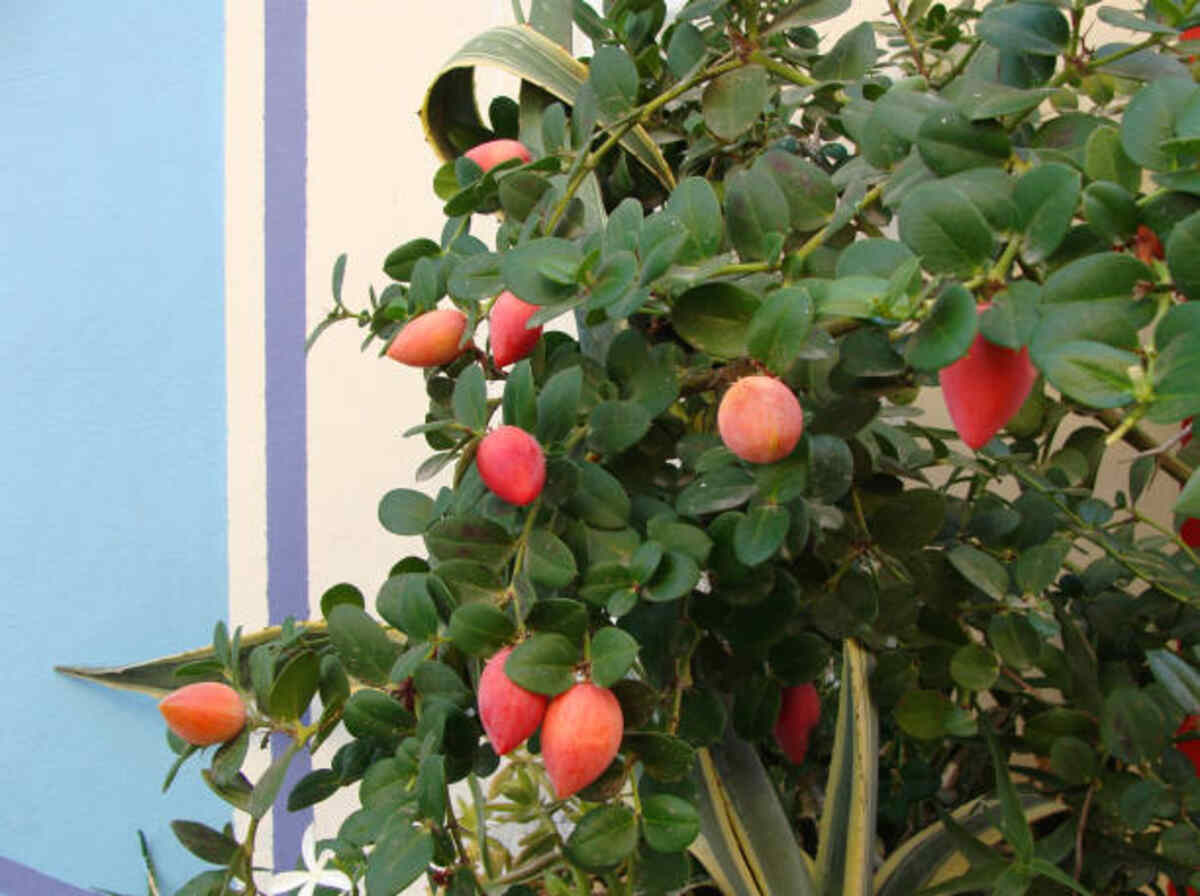 Miracle Fruit Tree