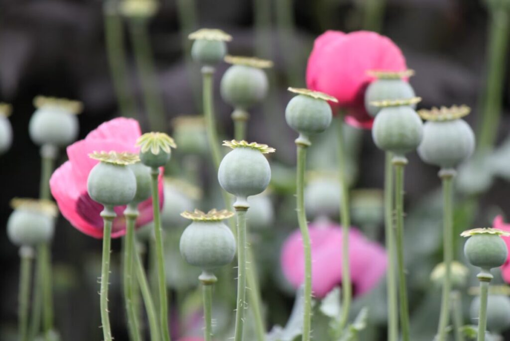 dried poppy pods usa
