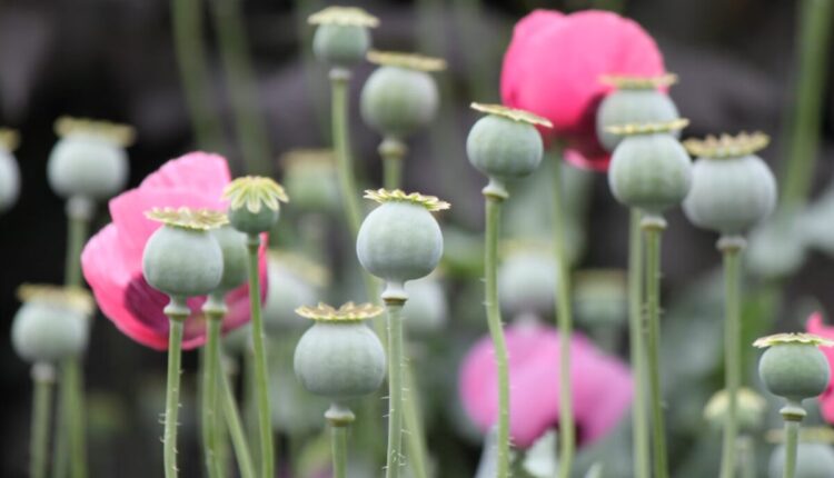 dried poppy pods usa