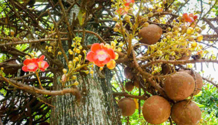 Miracle Fruit Plant
