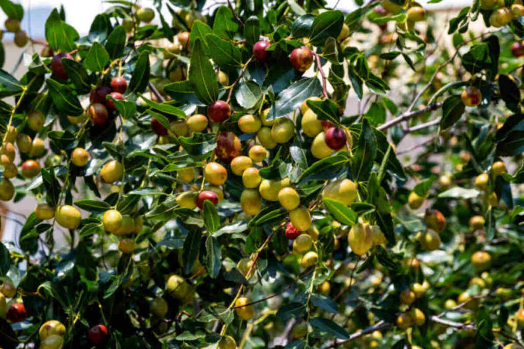 Jujube Fruit in Tamil