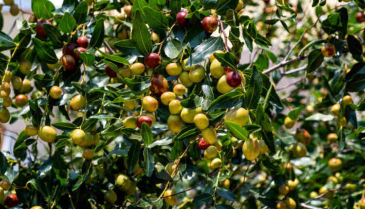Jujube Fruit in Tamil
