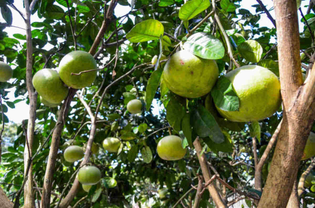 Phalsa Fruit Tree