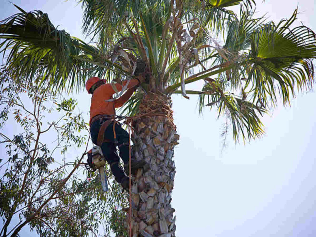 Pleasanton tree services