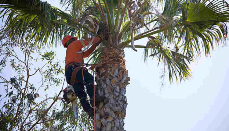 Pleasanton tree services