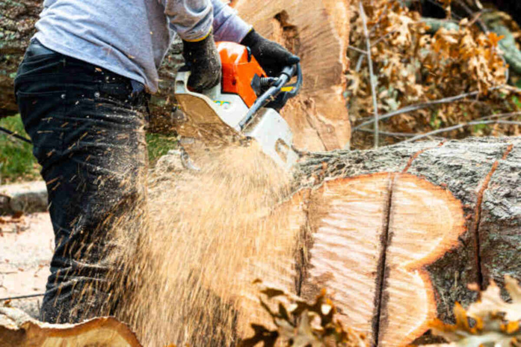 tree trimming los gatos