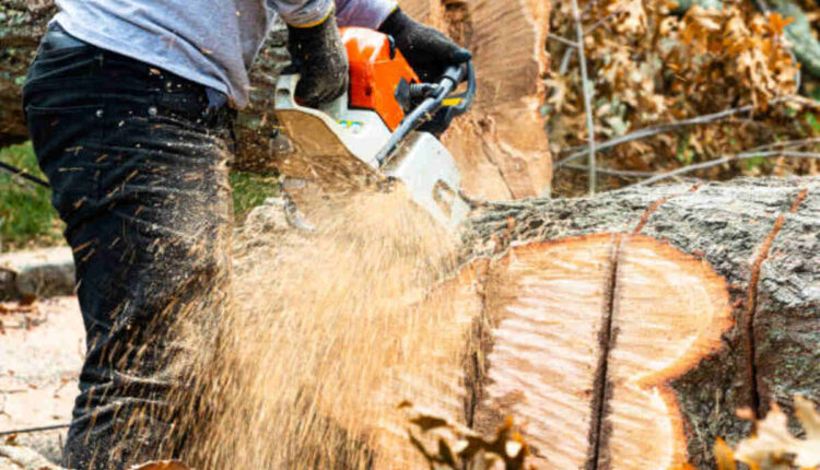 tree trimming los gatos