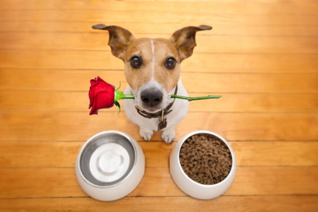 Benefits of Diamond Naturals Dog Food