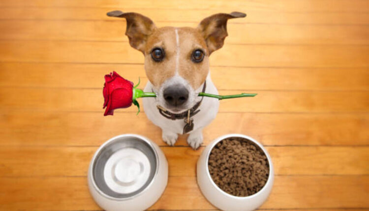 Benefits of Diamond Naturals Dog Food