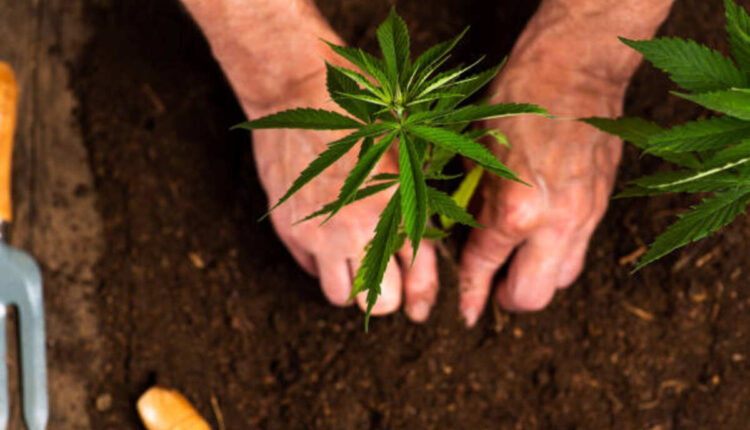 Checking the Popularity of Starship Vapes