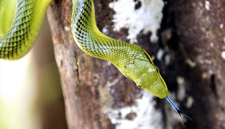 The Fascinating Life of Eastern Indigo Snakes