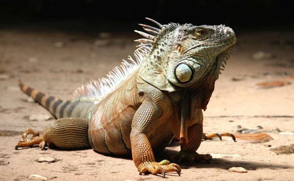 Finding the Perfect Frilled Lizard for Sale